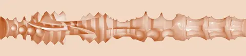 Baxxx Stroker