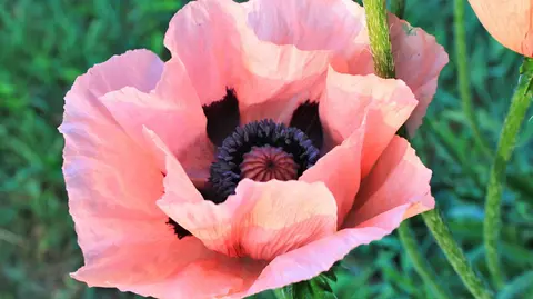 Poppy Bloom Bullet Vibrator